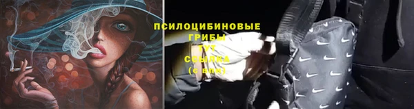 стаф Аркадак